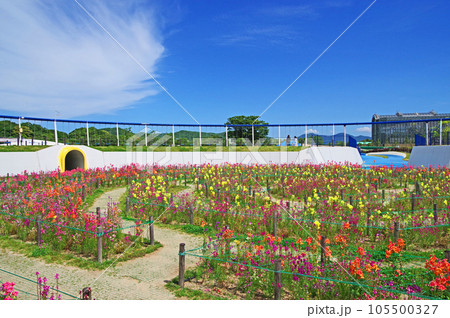 北九州市響灘緑地のグリーンパーク世界最長ブランコ 北九州市響灘緑地のグリーンパーク世界最長ブランコ 105500327