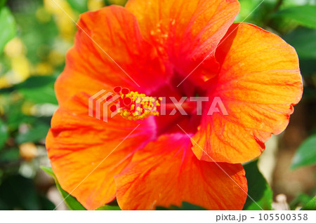 鮮やかな赤い花が咲く熱帯花木ハイビスカス 105500358