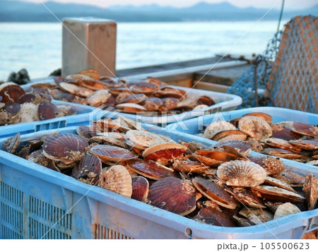 海岸で水揚げされた新鮮なホタテ 105500623