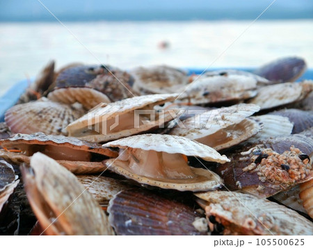 海岸で水揚げされた新鮮なホタテ 105500625