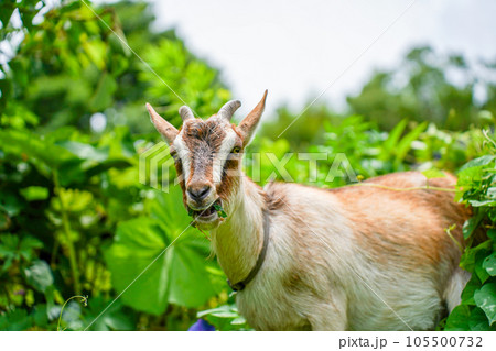 草を食べる小型の山羊　トカラヤギ 105500732