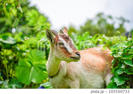 草を食べる小型の山羊　トカラヤギ 105500733