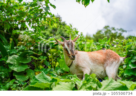 草を食べる小型の山羊　トカラヤギ 105500734