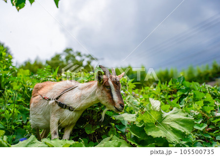 草を食べる小型の山羊　トカラヤギ 105500735