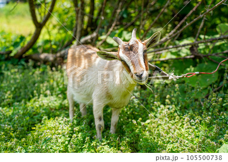 草を食べる小型の山羊　トカラヤギ 105500738
