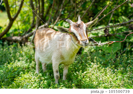 草を食べる小型の山羊 トカラヤギ 草を食べる小型の山羊 トカラヤギ 105500739