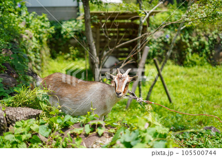 草を食べる小型の山羊 トカラヤギ 草を食べる小型の山羊 トカラヤギ 105500744