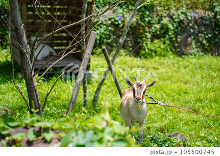 草を食べる小型の山羊　トカラヤギ 105500745