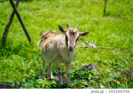 草を食べる小型の山羊　トカラヤギ 105500746