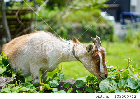 草を食べる小型の山羊　トカラヤギ 105500752