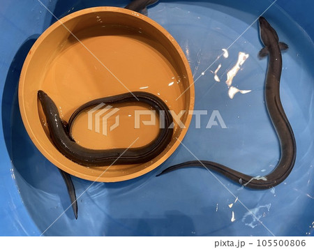 桶の中の生きた鰻 桶の中の生きた鰻 105500806