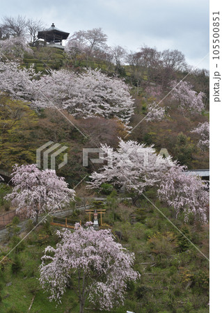 善峯寺の桜 105500851