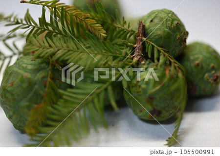 ラクウショウ Taxodium dchum 実 きのみ 松 ラクウショウ Taxodium dchum 実 きのみ 松 105500991