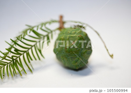 ラクウショウ　Taxodium dchum　実　きのみ　松 105500994