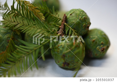 ラクウショウ Taxodium dchum 実 きのみ 松 ラクウショウ Taxodium dchum 実 きのみ 松 105501037