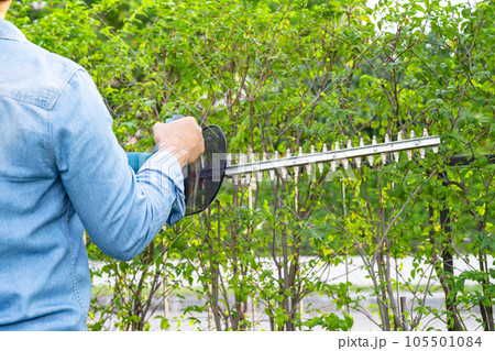 Woman taking care and growing plants, Hobby planting home garden, ornamental pruning. 105501084