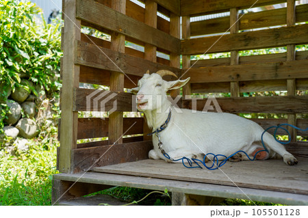 小屋で休む白い山羊 小屋で休む白い山羊 105501128