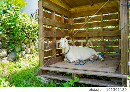 小屋で休む白い山羊 小屋で休む白い山羊 105501129
