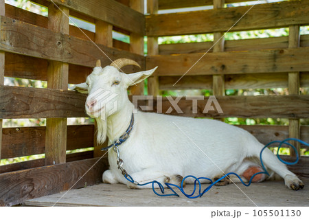小屋で休む白い山羊 105501130