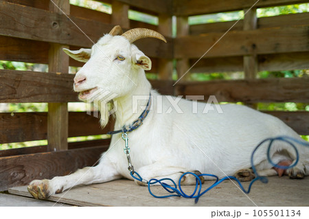 小屋で休む白い山羊 105501134