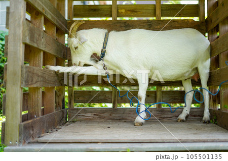 小屋で休む白い山羊 105501135