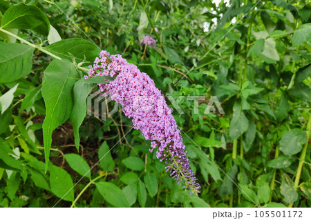 Flowers of a Buddleja davidii also known as Summer lilacs 105501172