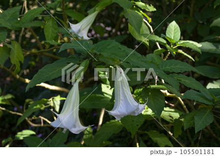 Brugmansia also known as Angel's trumpet 105501181