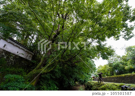 新緑に包まれた飫肥城 105501587