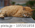 お昼寝猫 105501858