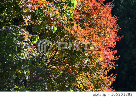 光と影の具合で赤い紅葉が際立っている小国の山の風景 105501892