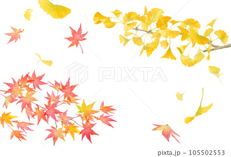 黄色に色づいたイチョウと赤く色づいたモミジの水彩イラスト。秋の装飾(ベクター。レイアウト変更可能) 黄色に色づいたイチョウと赤く色づいたモミジの水彩イラスト。秋の装飾(ベクター。レイアウト変更可能) 105502553