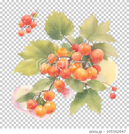 Cloudberry fruits branch with leaves composition realistic botanical watercolor illustration 105502647