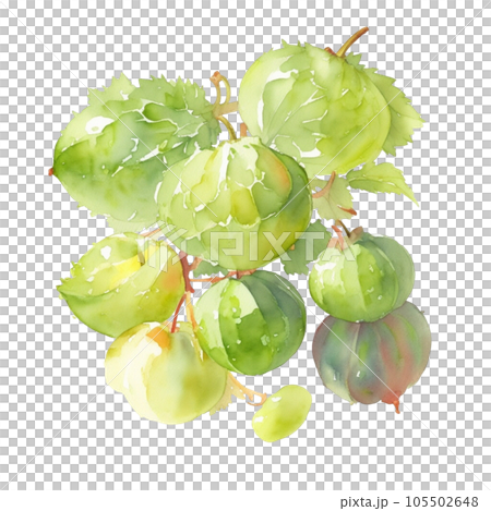 Gooseberry fruits branch with leaves composition realistic botanical watercolor illustration 105502648