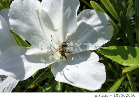 真っ白いツツジの花の中で蜜を吸おうとするミツバチ 105502656