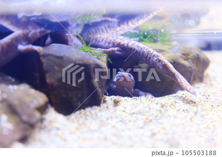 岩陰から顔を出すトウキョウサンショウウオ 岩陰から顔を出すトウキョウサンショウウオ 105503188