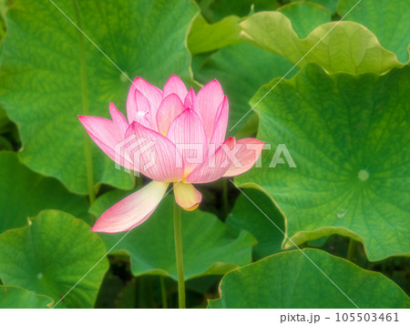 蓮の花 蓮の花 105503461