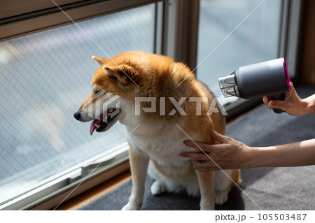 柴犬をドライヤーで乾かす女性 105503487