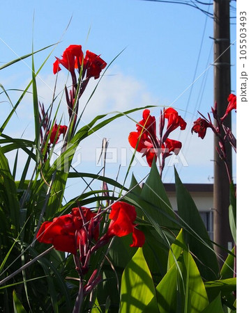 線路端の夏(土讃線脇に咲いた赤いカンナの花) 線路端の夏(土讃線脇に咲いた赤いカンナの花) 105503493