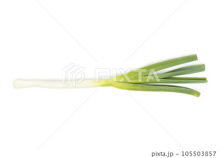 Green onion, spring onion, scallion isolated on white background. 105503857