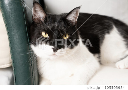 ソファーに座った猫のチヨちゃん ソファーに座った猫のチヨちゃん 105503984