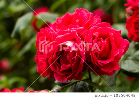 Red roses in the garden. Beautiful greeting card, gardening and rose cultivation. Red roses in the garden. Beautiful greeting card, gardening and rose cultivation. 105504048