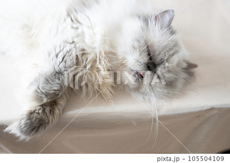 眠るヒマラヤンのモンちゃん 105504109