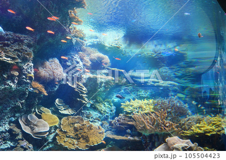 水族館の水槽 105504423