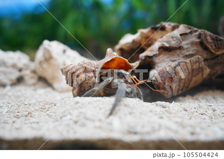 オカヤドカリ 105504424