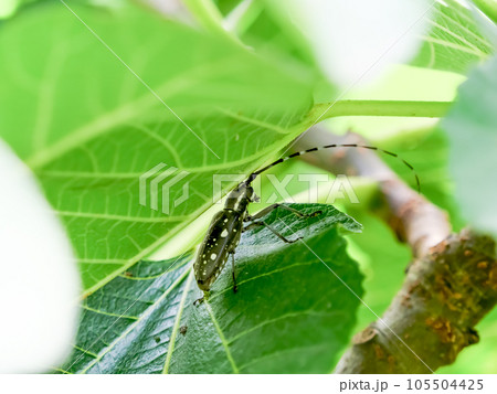 キボシカミキリ 105504425