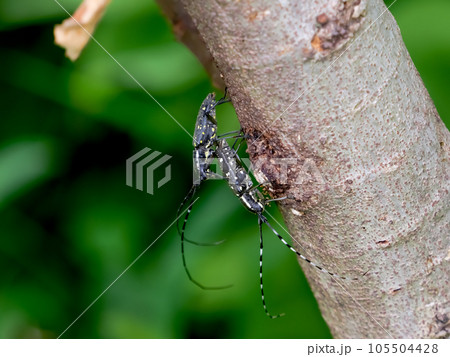 キボシカミキリの交尾 105504428