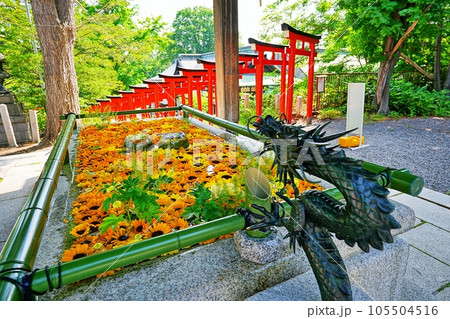 北海道小樽市 住吉神社の花手水 北海道小樽市 住吉神社の花手水 105504516