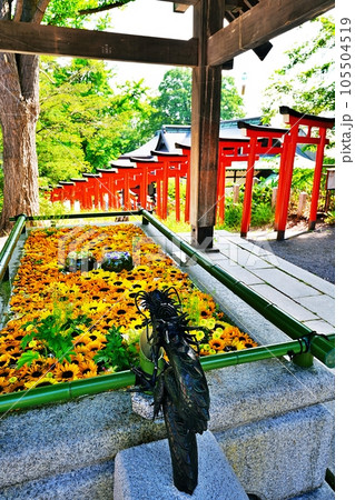 北海道小樽市 住吉神社の花手水 105504519