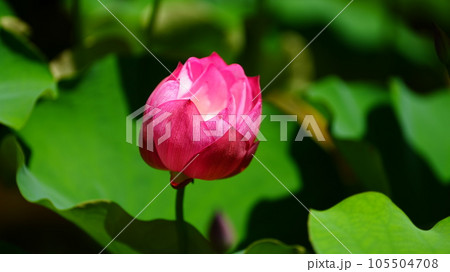 開きかけの蓮の花/足立堀之内公園 開きかけの蓮の花/足立堀之内公園 105504708