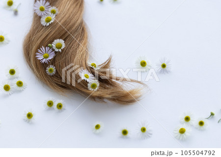 Medicinal flowers with smooth hair on a white background. Summer flowers in hair. Medicinal flowers with smooth hair on a white background. Summer flowers in hair. 105504792